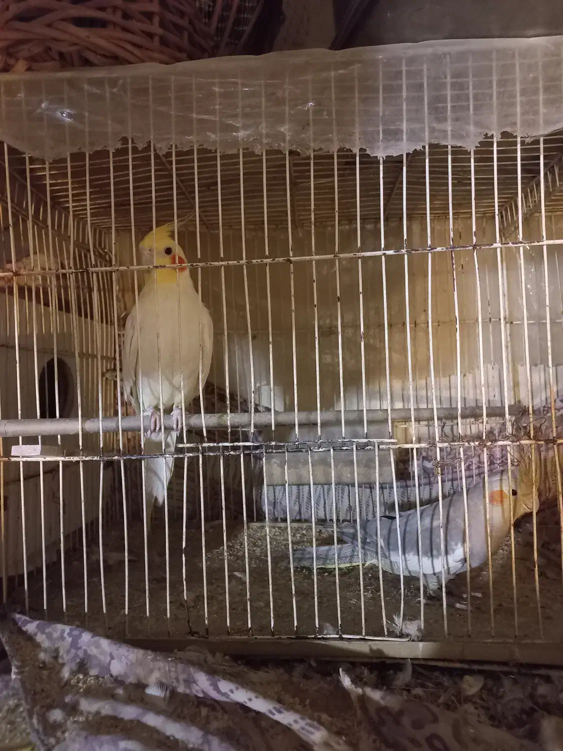 تعدادی عروس هلندی|پرنده|بیرجند, |دیوار