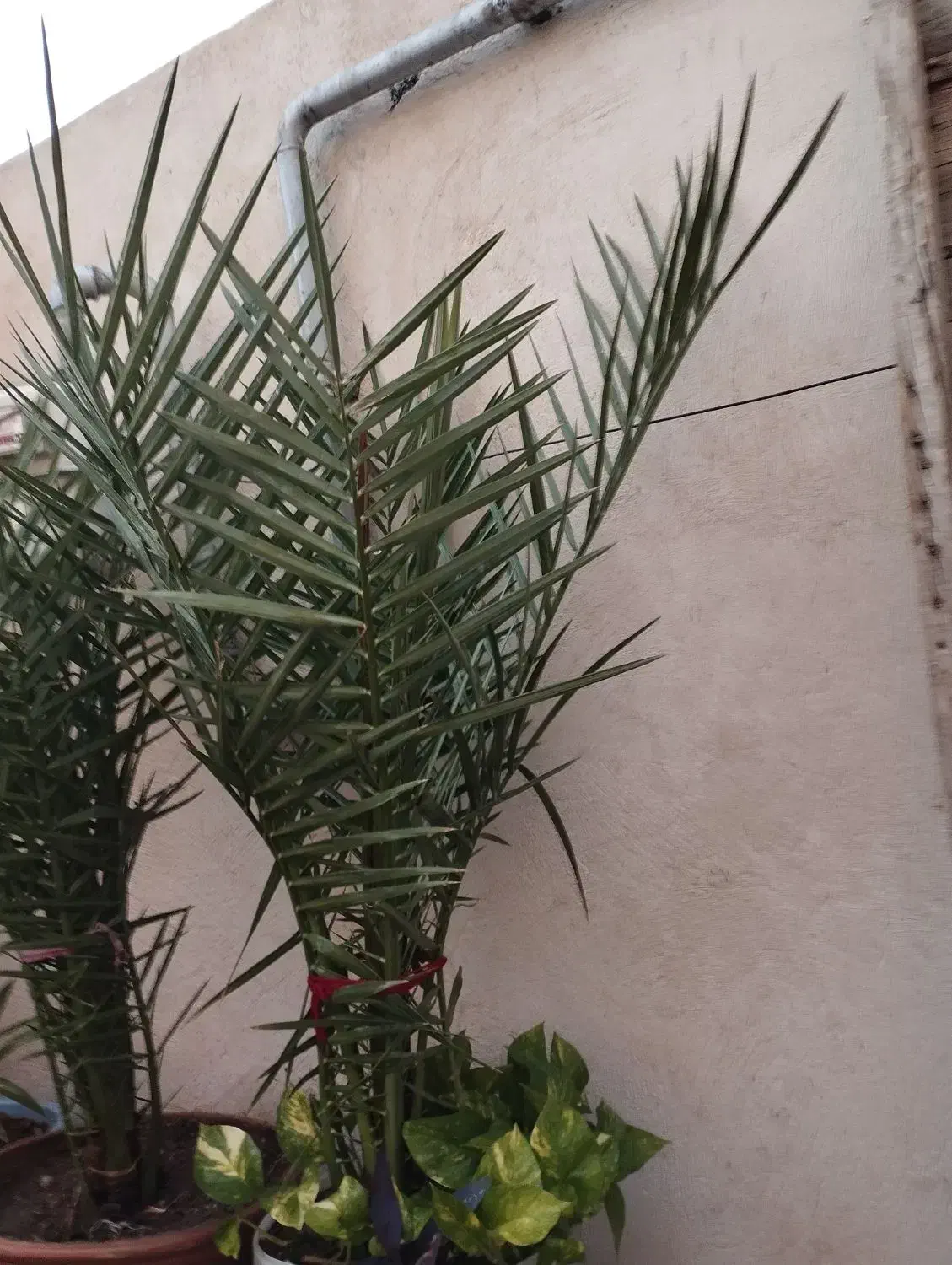 گل خانگی|گل و گیاه طبیعی|میاندوآب, |دیوار