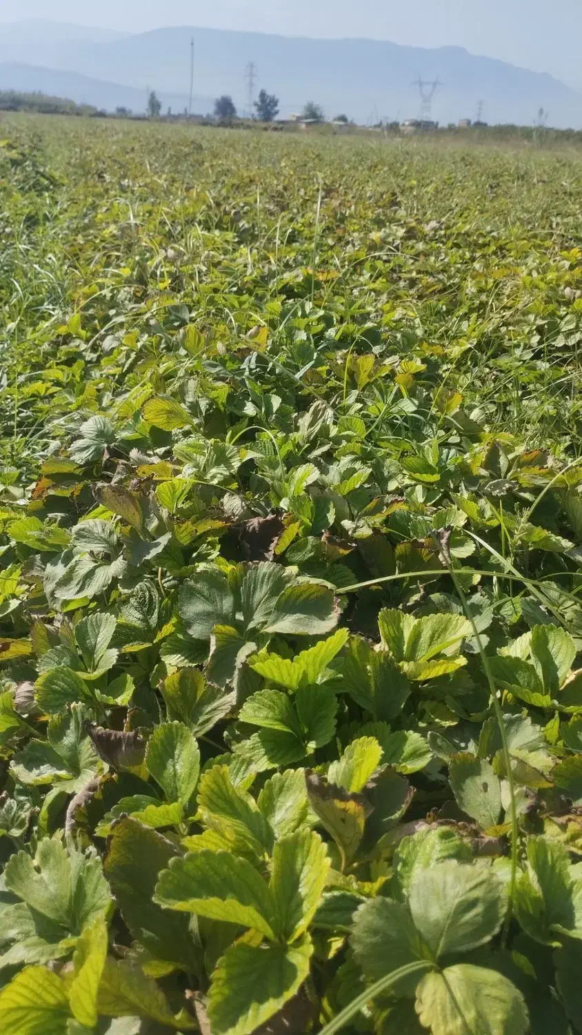 نهال توت فرنگی سابرینا و کاماروس|گل و گیاه طبیعی|مزرعه کتول, |دیوار