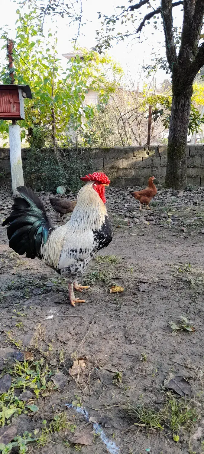 خروس فروشی|حیوانات مزرعه|گوراب زرمیخ, |دیوار