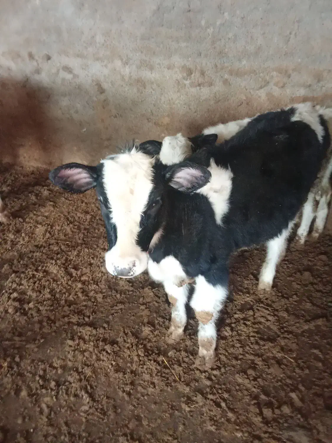 قیمت 63|حیوانات مزرعه|تاکستان, |دیوار