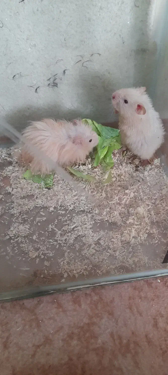 همستر|موش و خرگوش|سنندج, |دیوار