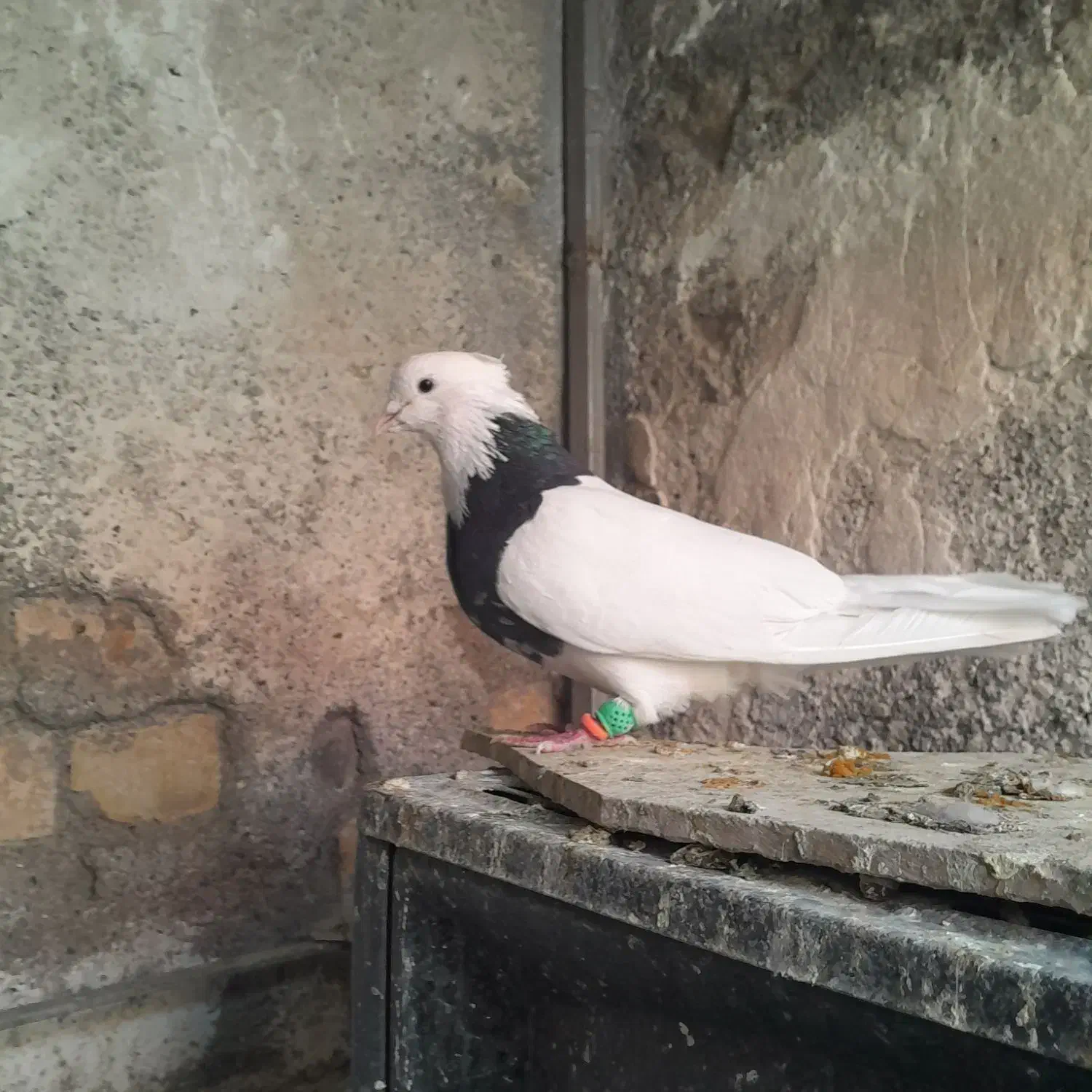 نر طوقی هفترنگ|پرنده|تربتحیدریه, شهرک ولیعصر|دیوار