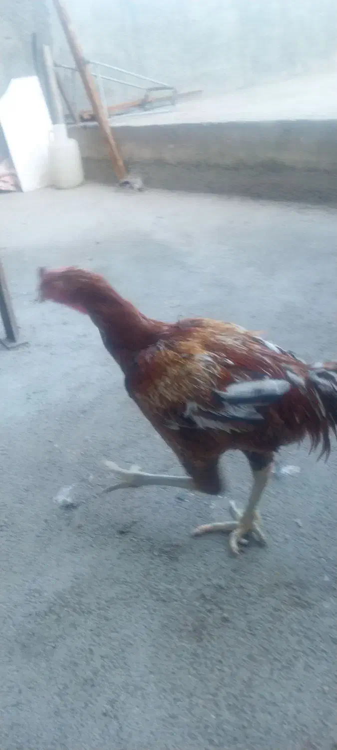 باسلام خروس لاری سالم‌|حیوانات مزرعه|قرچک, باقرآباد|دیوار