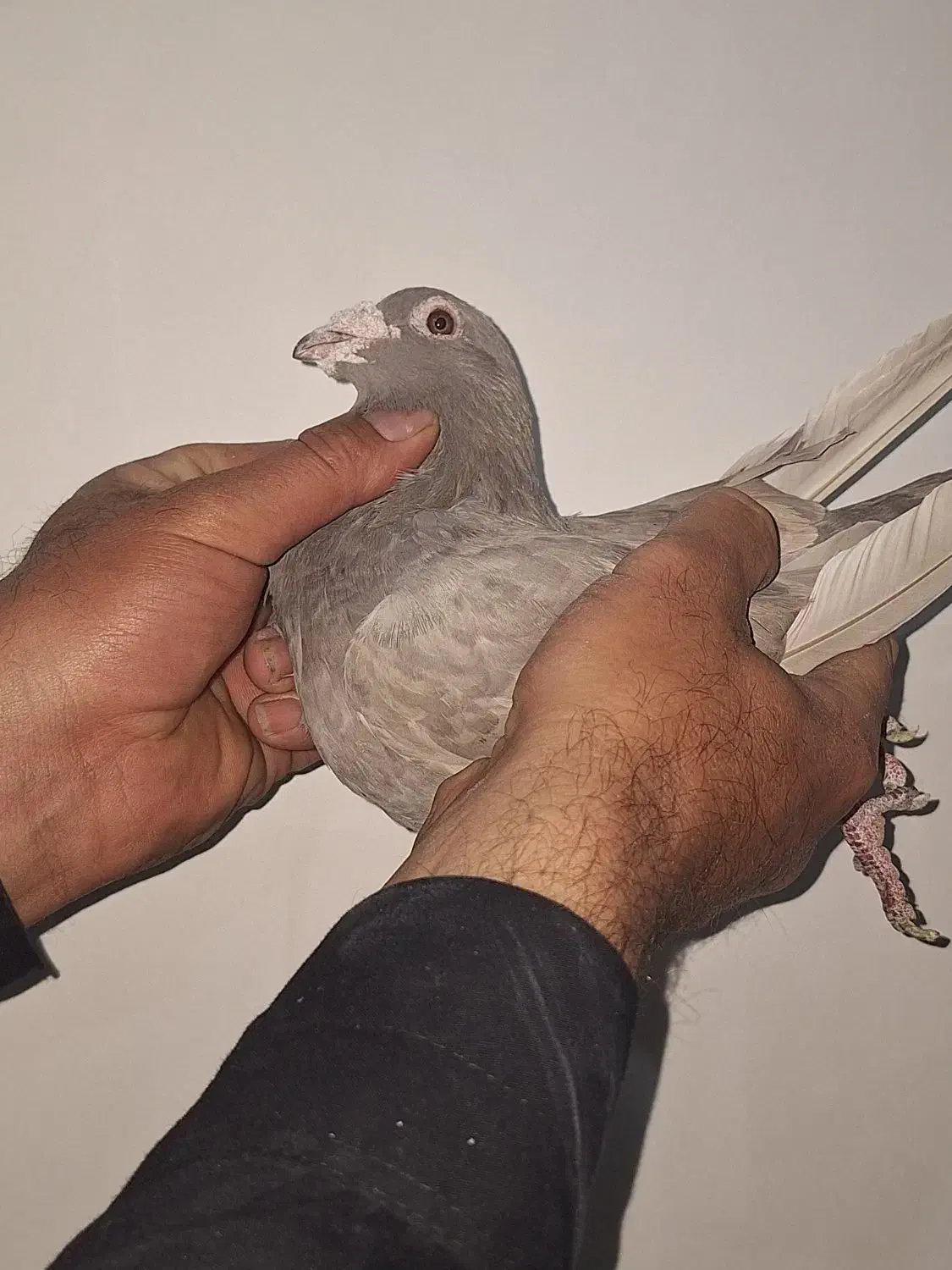 کفتر|پرنده|کرج, شهرک سهرابیه|دیوار