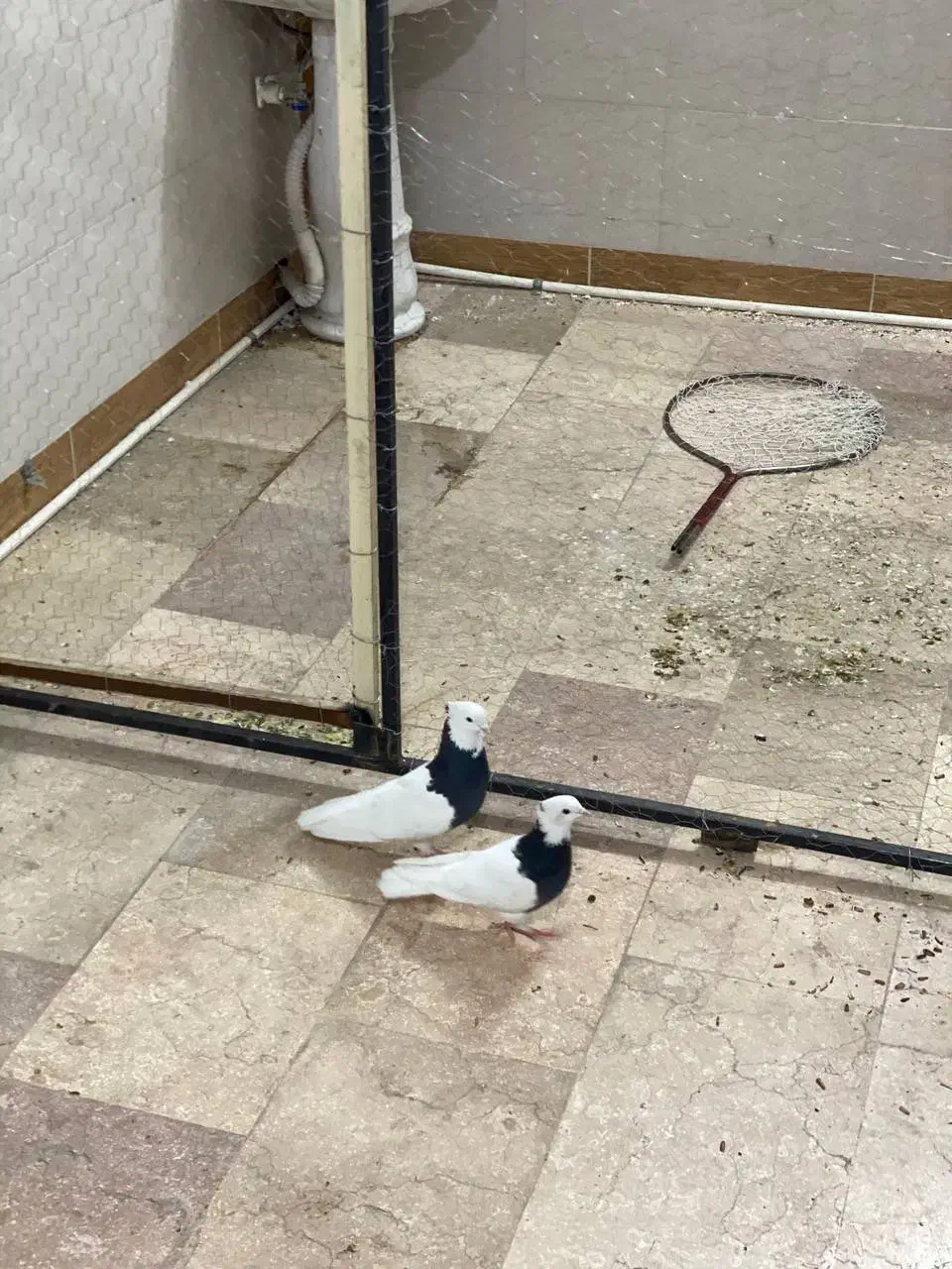 فروش یک جفت طوقی پرشی مهر|پرنده|جوادآباد, |دیوار