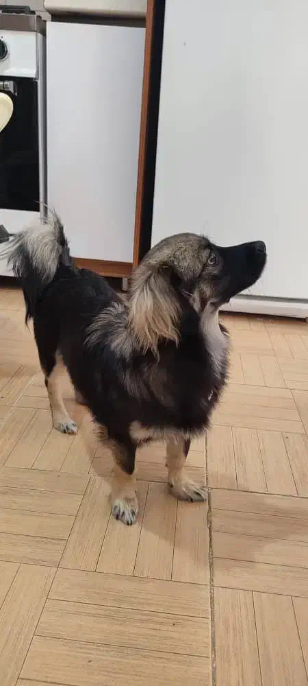 واگذاری سگ|سگ|شاهین‌شهر, خانه کارگر|دیوار