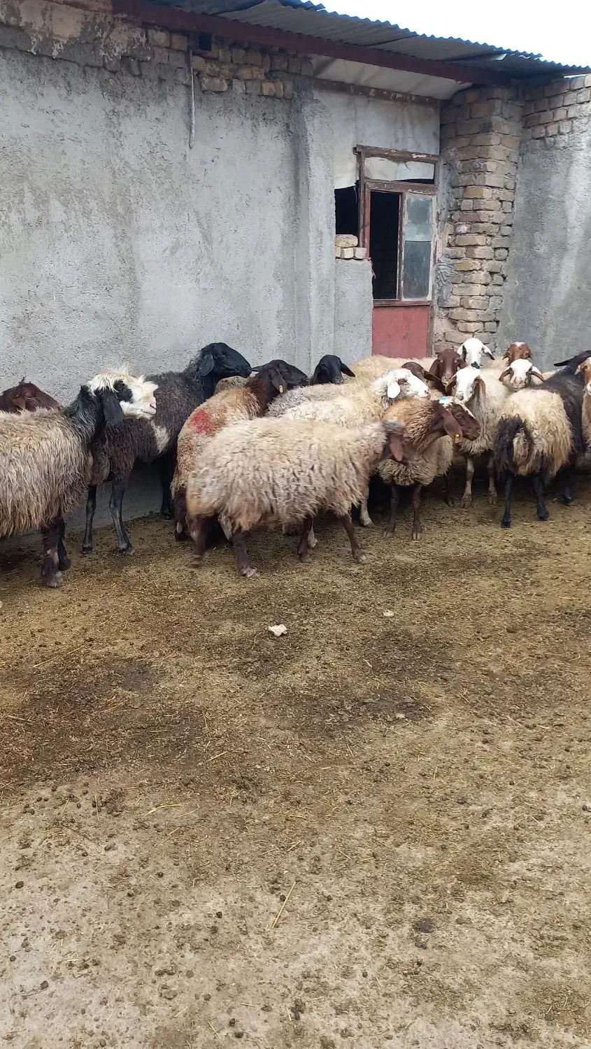 میش آبستن مایع کرده|حیوانات مزرعه|بروجرد, |دیوار