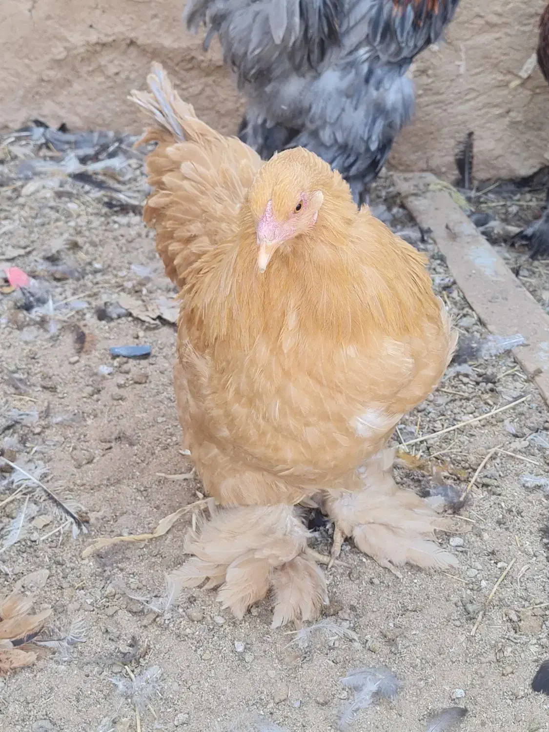 مرغ گلین|حیوانات مزرعه|رونیز, |دیوار