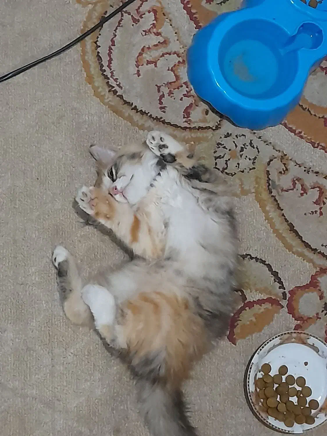 گربه پرشین|گربه|گنبد کاووس, |دیوار