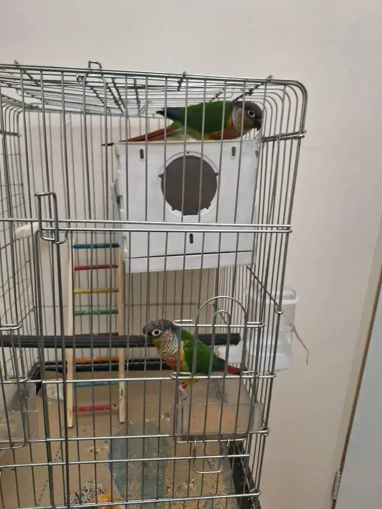 گرینچیگ سخنگو|پرنده|بروجرد, |دیوار