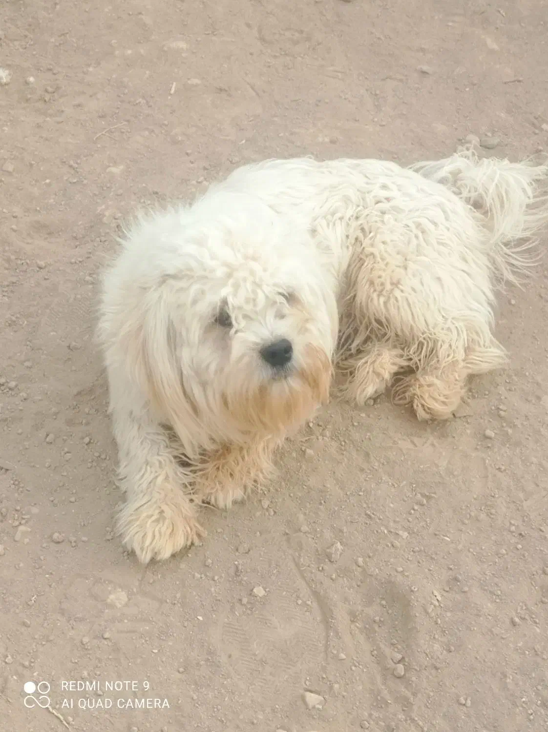 سگ اشپیتز|سگ|شاهرود, |دیوار