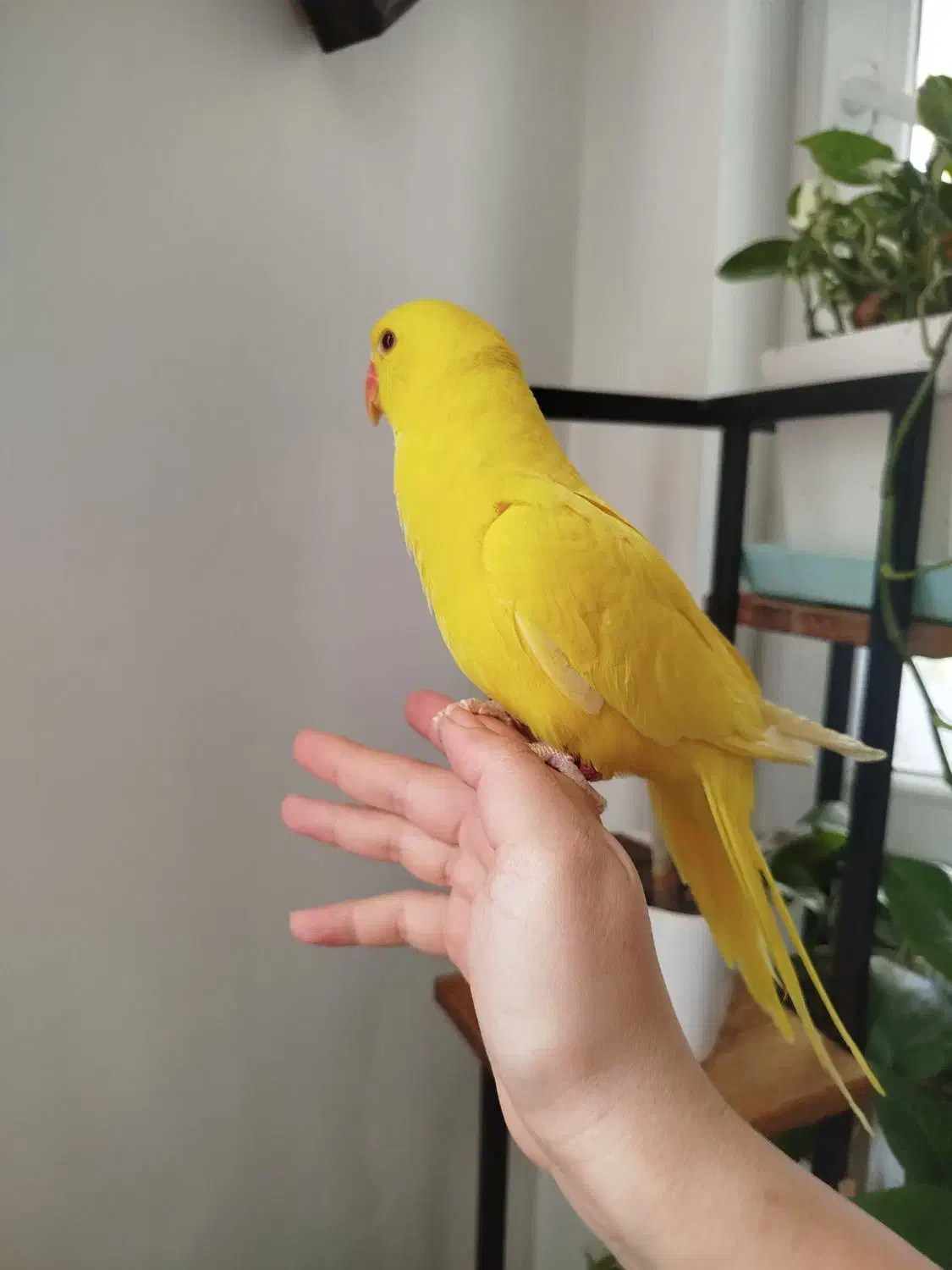 ملنگو زرد|پرنده|زرقان, |دیوار