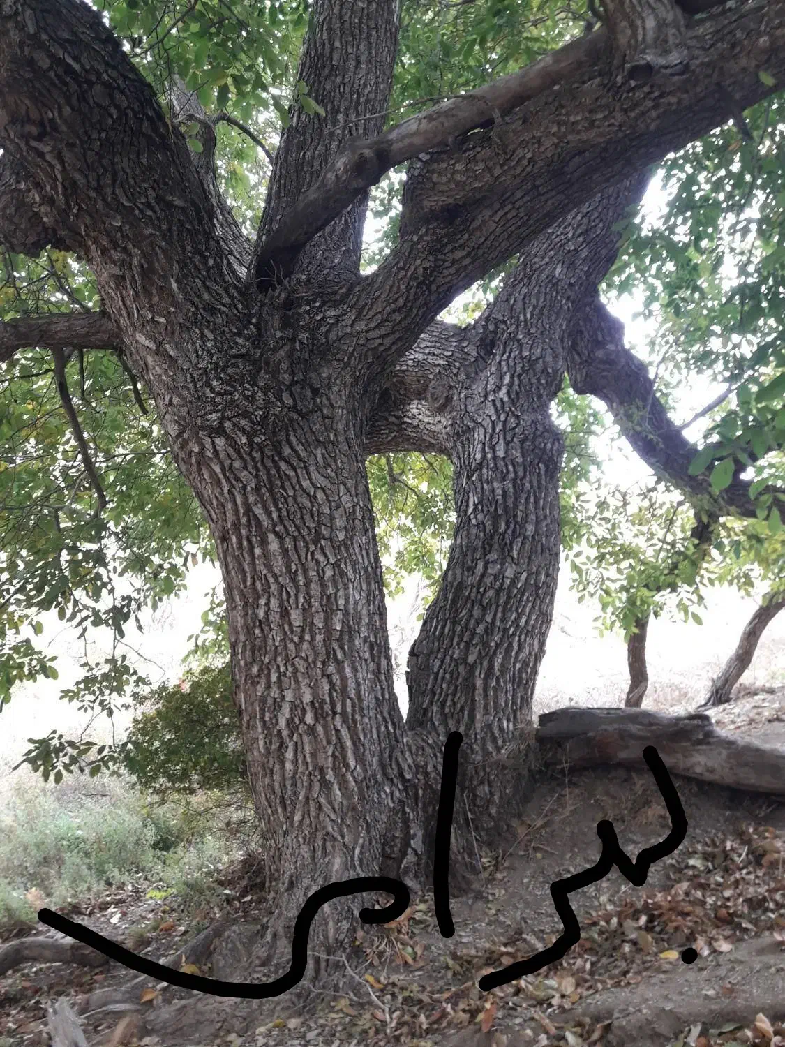 خریدار انواع درخت و چوب|خدمات باغبانی و درختکاری|سنندج, |دیوار