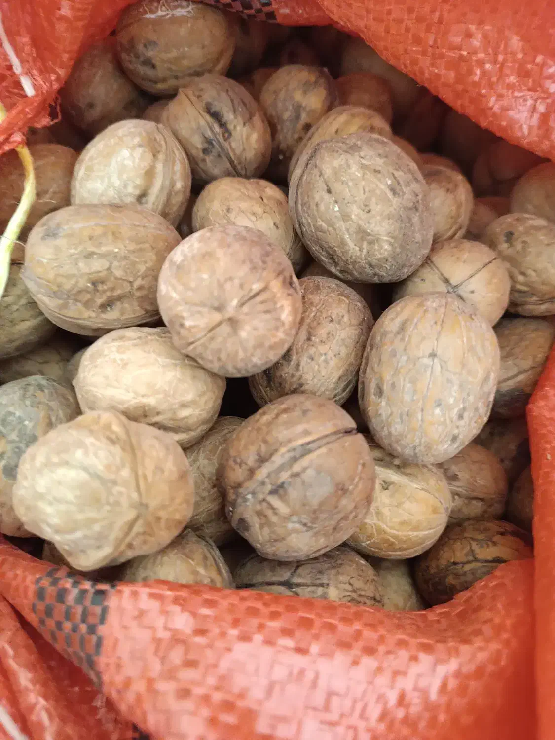 گردو درجه یک کلات|خوردنی و آشامیدنی|مشهد, هفت تیر (نه دره)|دیوار