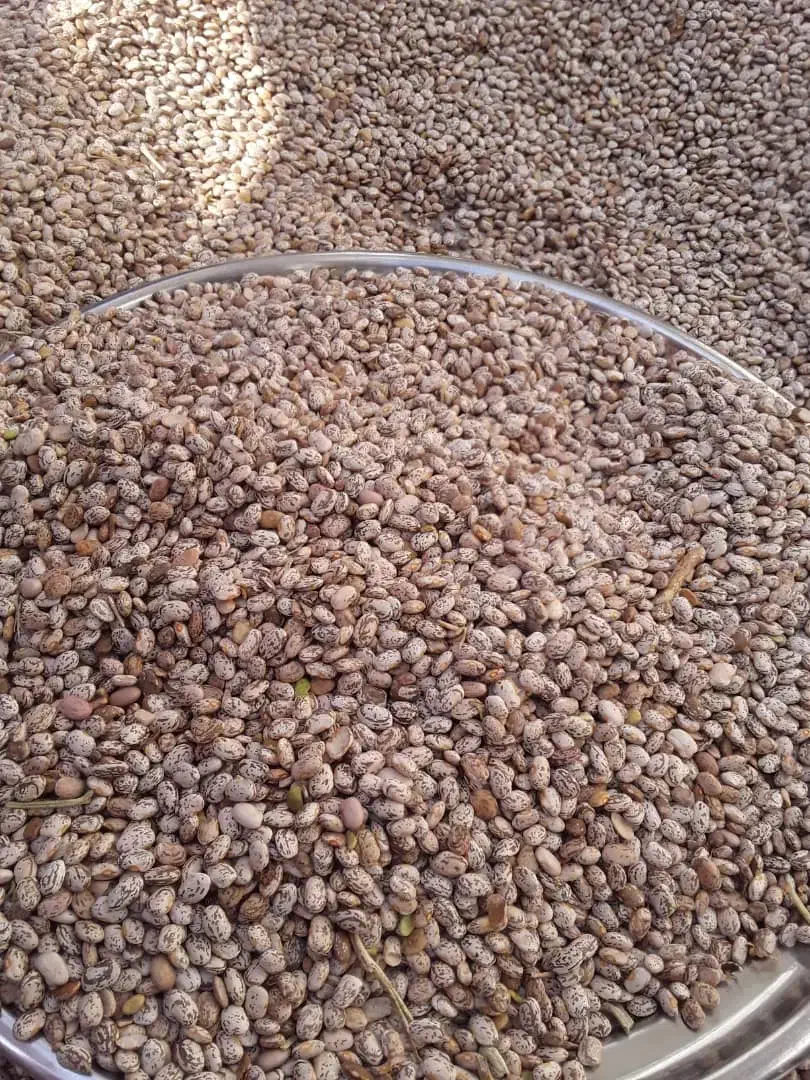 لوبیا چیتی درجه یک|خوردنی و آشامیدنی|اصفهان, فرودگاه شهید بهشتی|دیوار