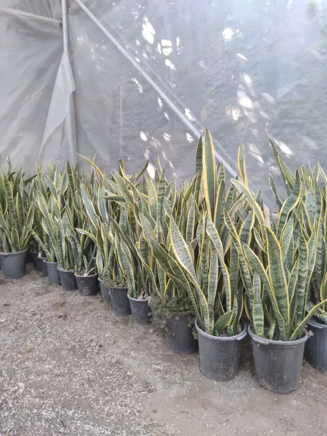 گل سانس|گل و گیاه طبیعی|بابل, |دیوار