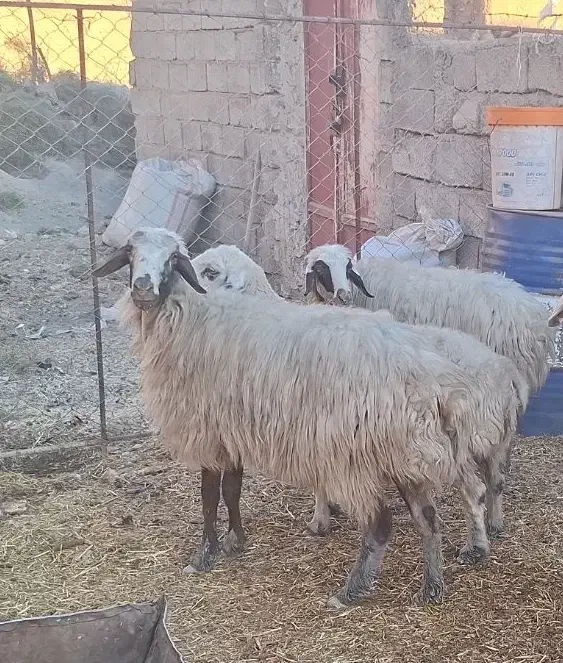 4 عدد میش جوان مایه کرده|حیوانات مزرعه|دره شهر, |دیوار