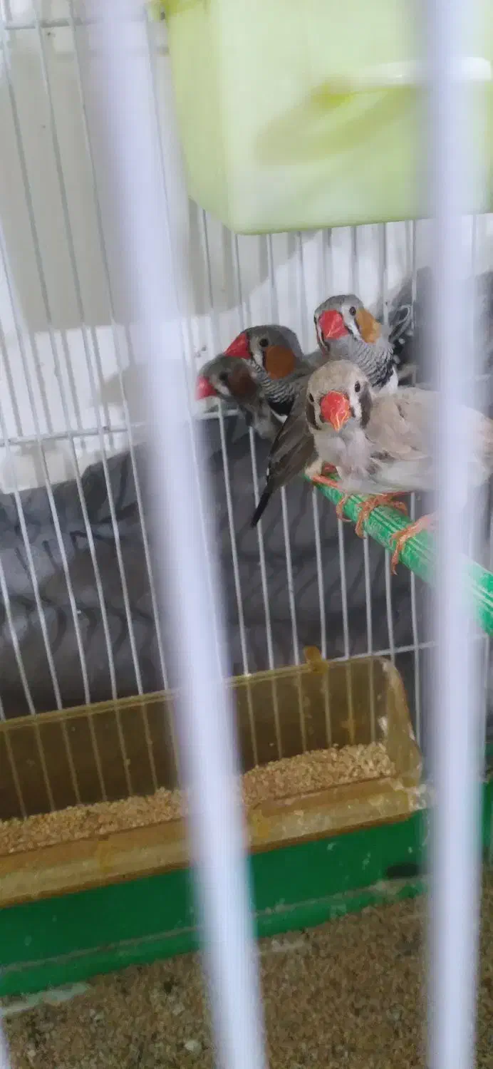 فنچ لپ سیاه و زبرا عروس تاج پرنسسی|پرنده|مشهد, نوده|دیوار