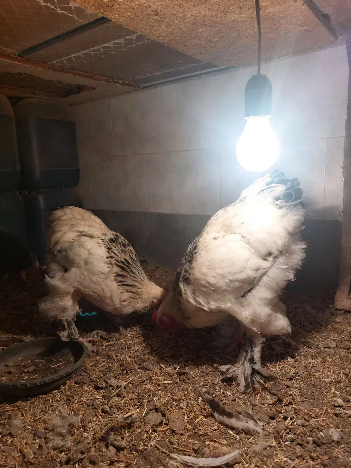 نیمچه برهما|حیوانات مزرعه|مرند, |دیوار