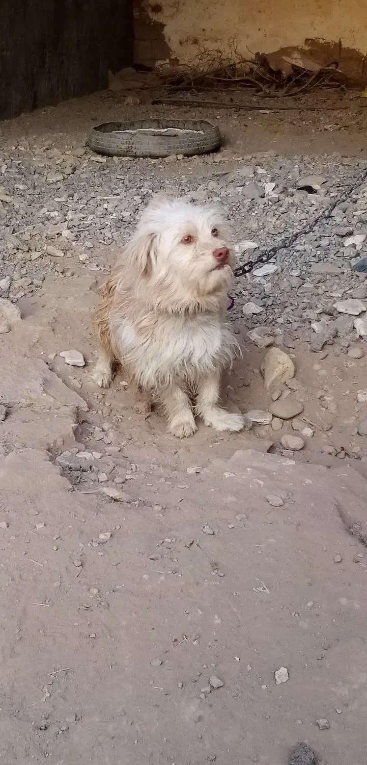 سگ پشمالو|سگ|تایباد, |دیوار