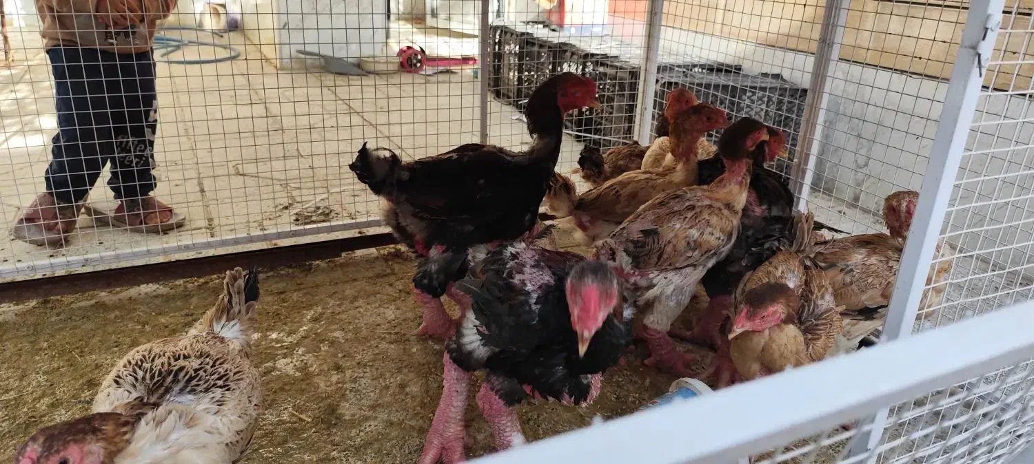 مرغ و خروس امرکانا|حیوانات مزرعه|تهران, فلسطین (میدان انقلاب)|دیوار