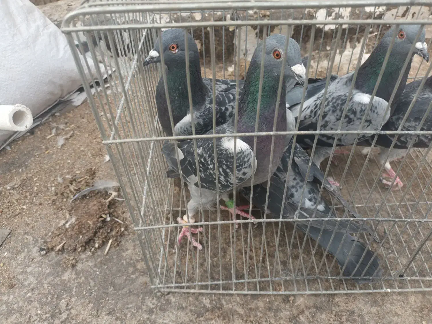 ۵ تا پلاکی هوش دار دونه ۳۰۰|پرنده|نجفآباد, جلال آباد|دیوار