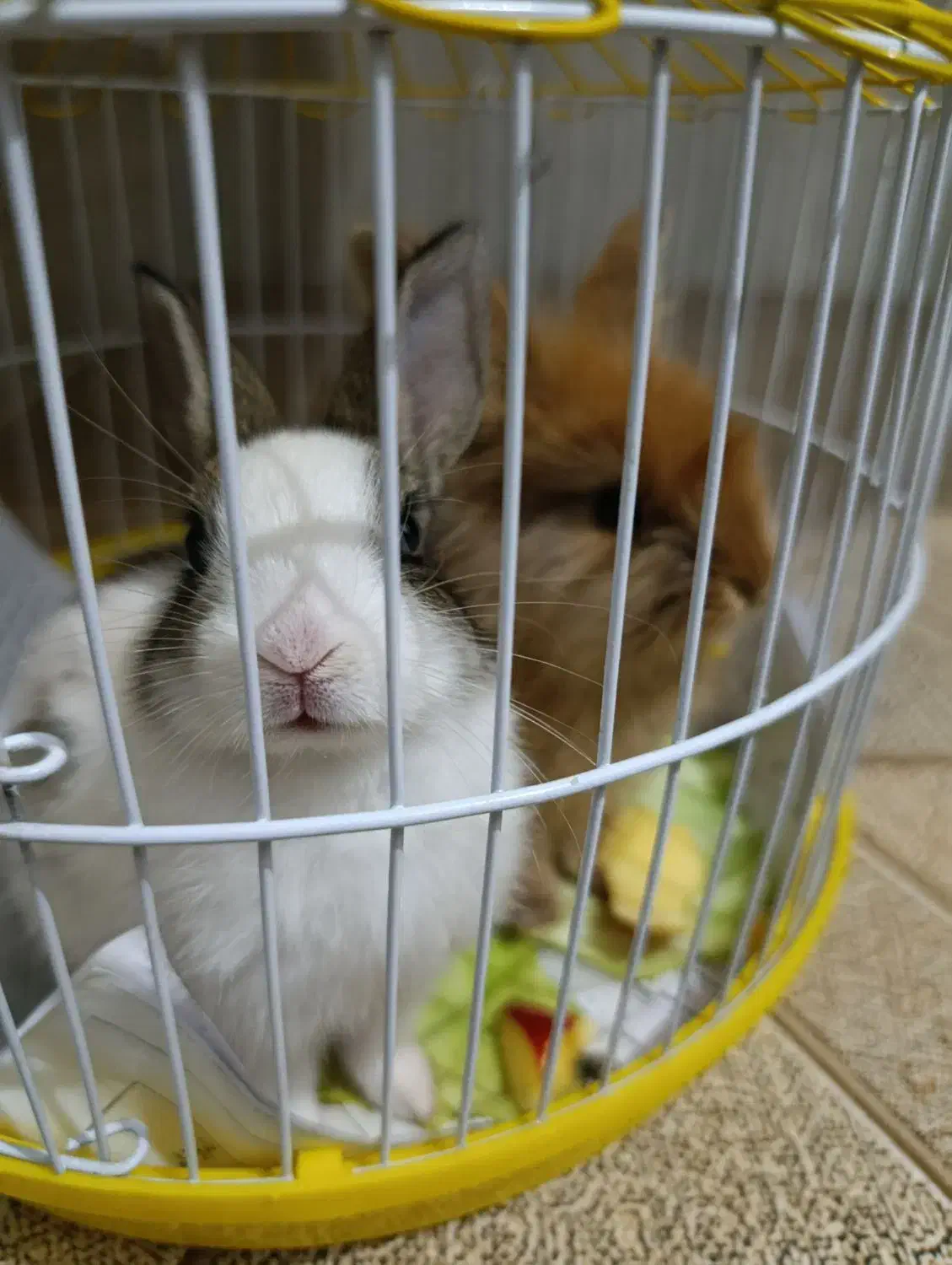 خرگوش لپی|موش و خرگوش|ارومیه, |دیوار