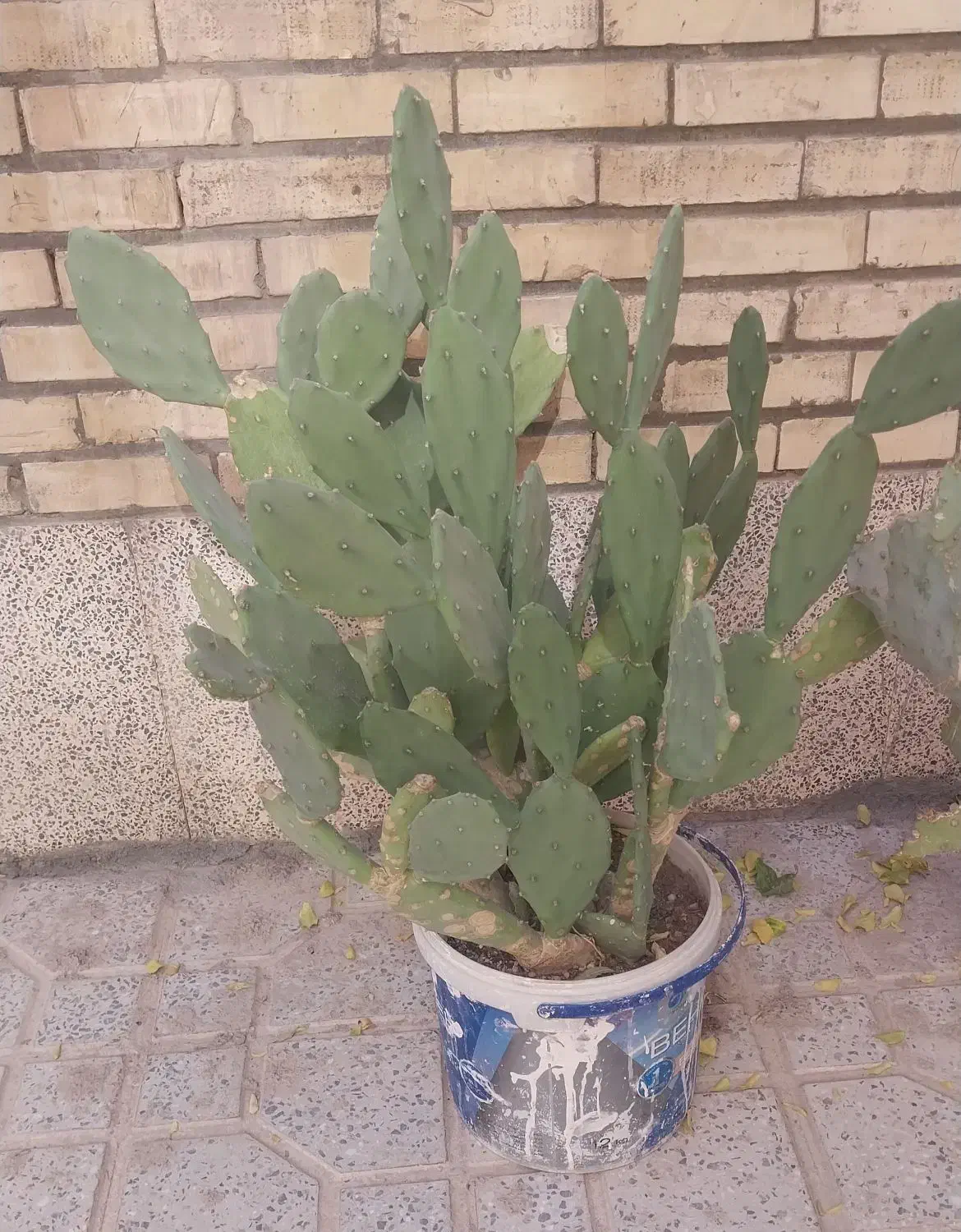 گل کاکتوس|گل و گیاه طبیعی|شاهینشهر, بنیاد ازدواج|دیوار