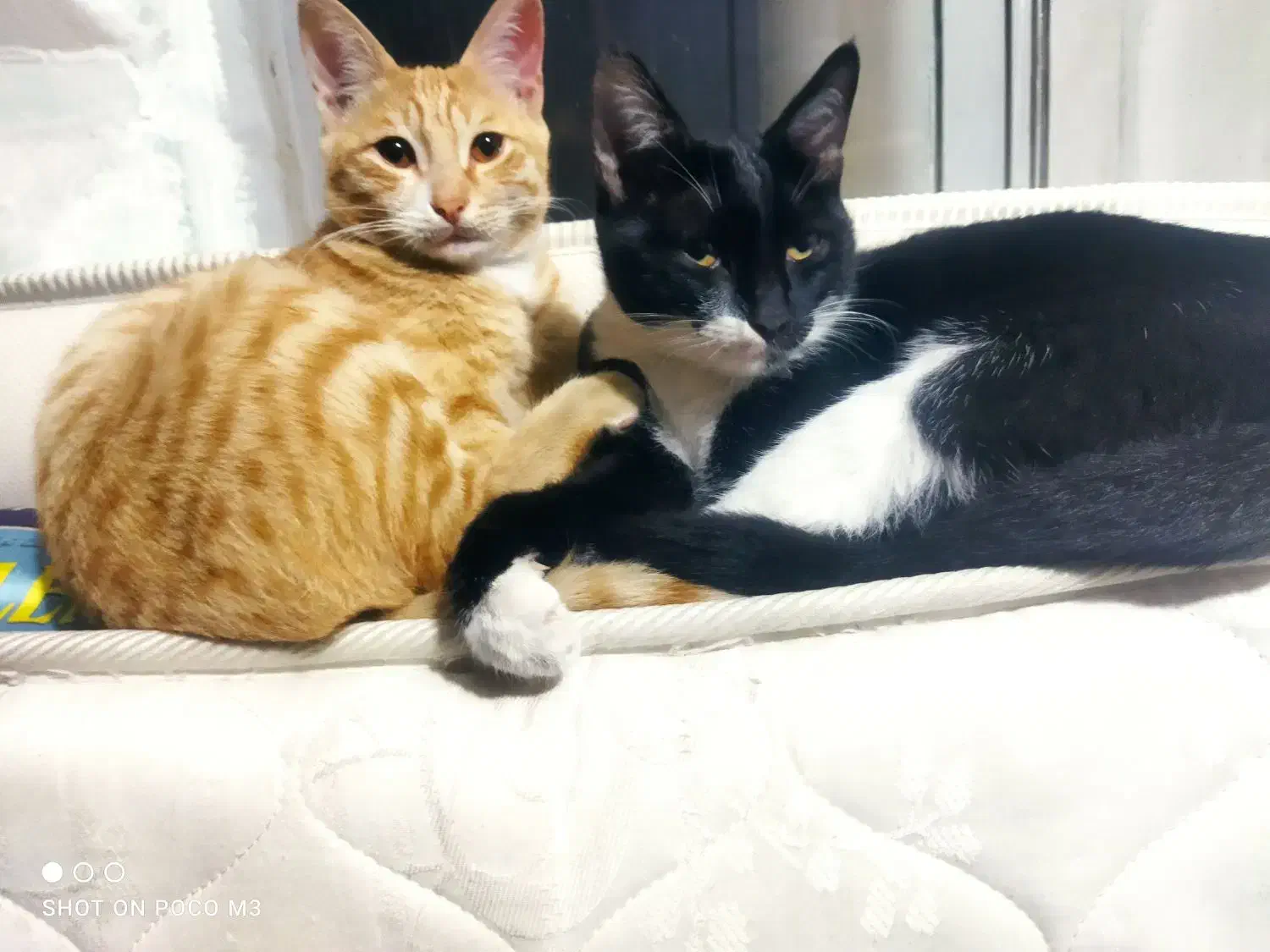 واگذاری گربه خانگیDSH|گربه|مرزن‌آباد, |دیوار