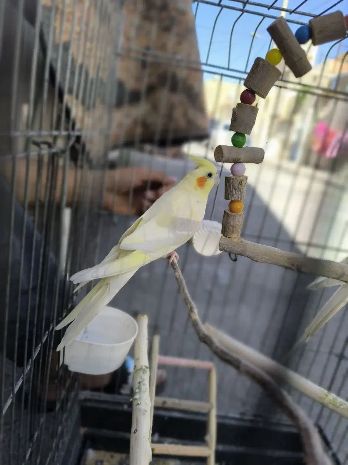 عروس هلندی|پرنده|نسیم‌شهر, |دیوار