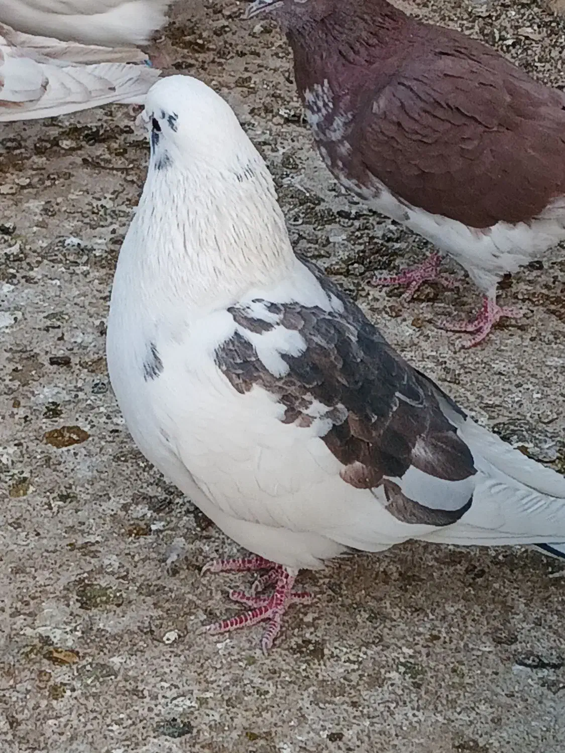 کبوتر|پرنده|شاهرود, |دیوار