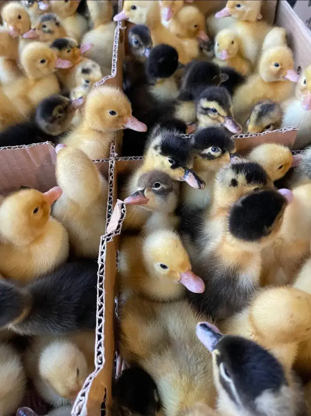 پخش انواع اردک پکنی بوقلمون جوجه رنگی محلی غاز|حیوانات مزرعه|تهران, مظاهری|دیوار