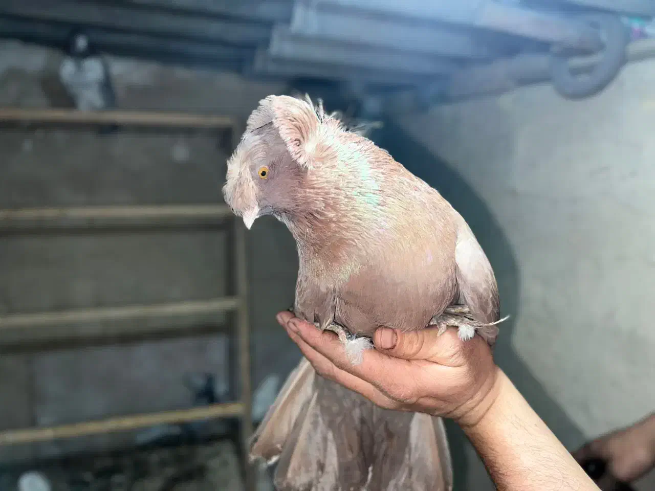 کبوتر بخارا|پرنده|رباط‌کریم, نصیرشهر|دیوار