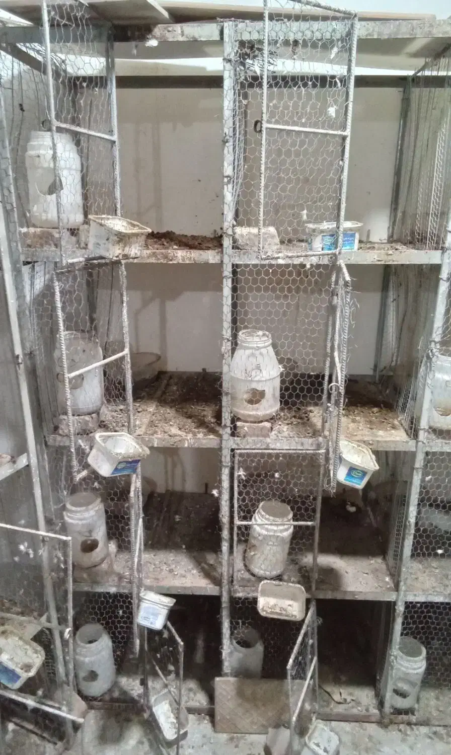 قفس کبوتر|لوازم جانبی حیوانات|بهشهر, |دیوار