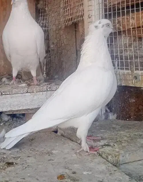 ماده کلدار پرشی|پرنده|قم, نخودی|دیوار