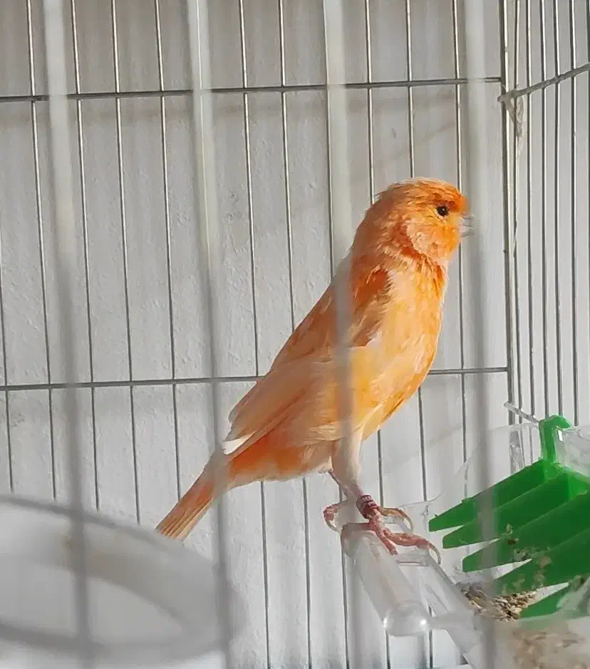 قناری نر رد فکتور|پرنده|شهریار, اسدآباد|دیوار