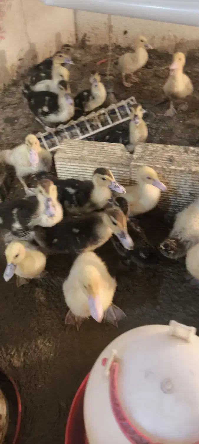 اردک اسرائیلی جوجه|حیوانات مزرعه|کرج, شهرک یاس جنوبی|دیوار