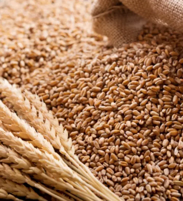 گندوم تخمی برای کاشت عالی|عمده‌فروشی|شاهین دژ, |دیوار