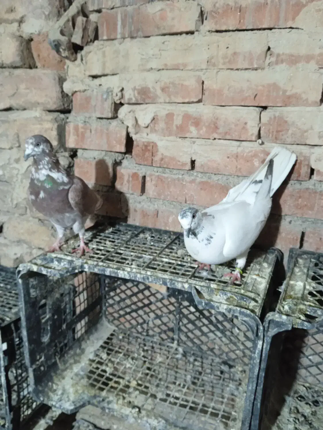 کبوتر|پرنده|گلستان (تهران), |دیوار