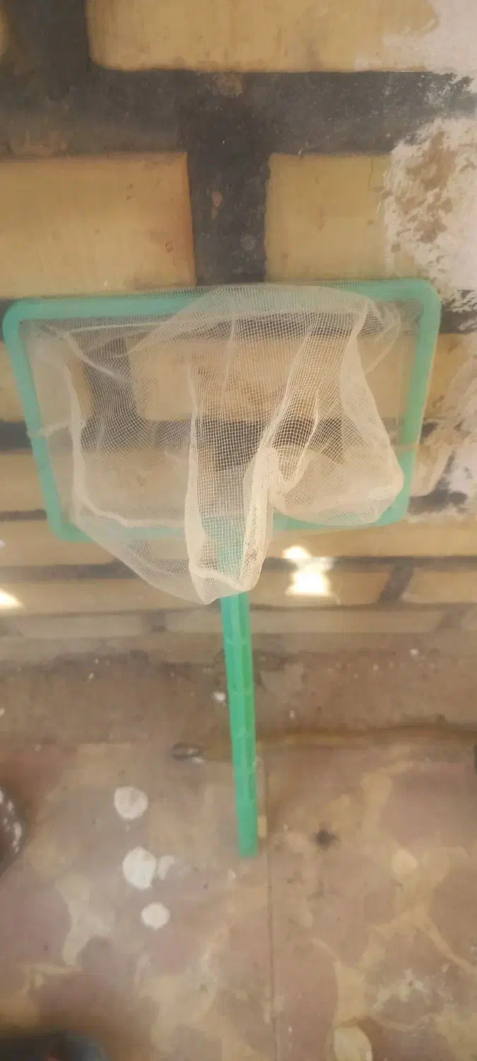 آکواریوم با وسایل|ماهی|سلماس, |دیوار