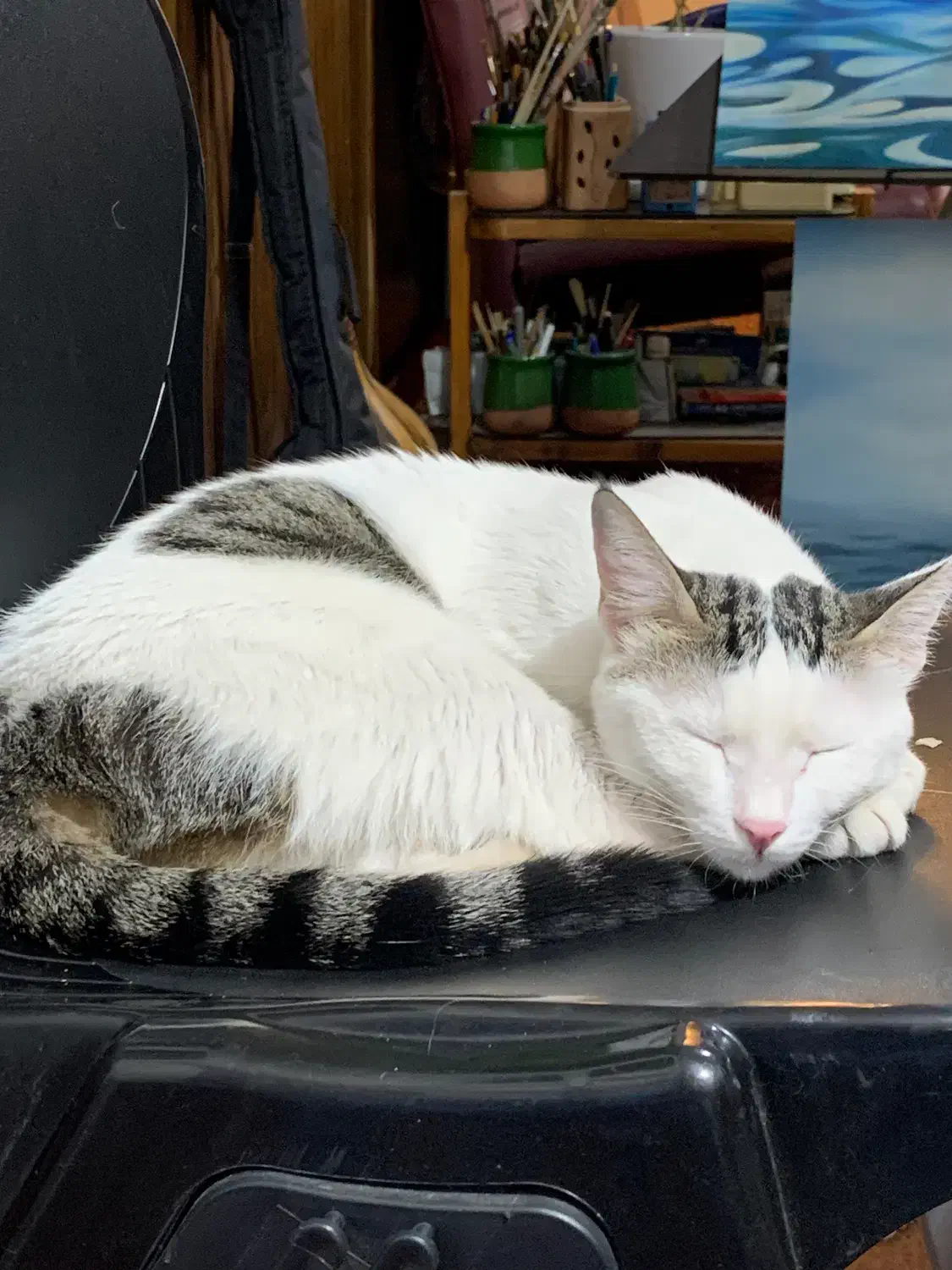 گربه واگذاری اهلی خانگی|گربه|قزوین, |دیوار