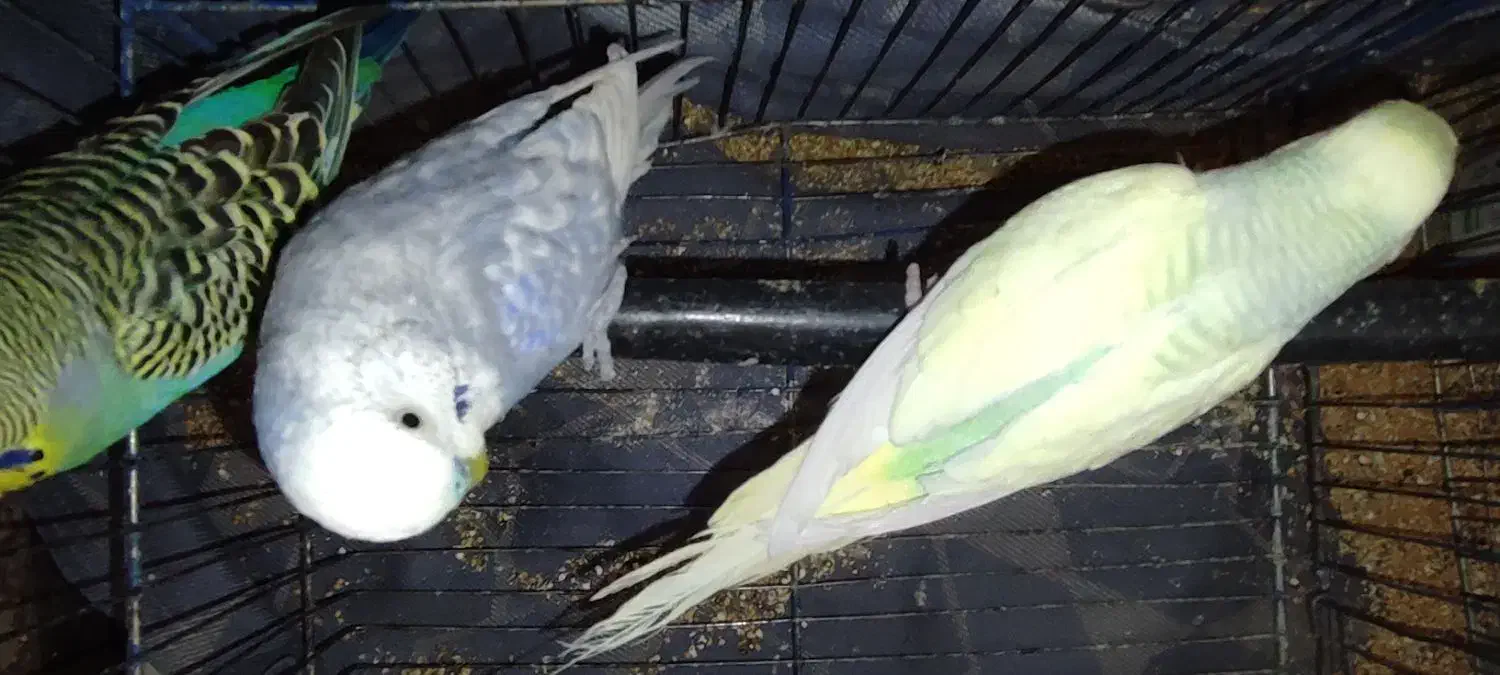 فنچ مرغ  ع ش ق|پرنده|صدرا-فارس, فاز ۲|دیوار