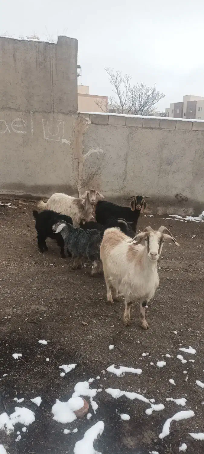 بز ننه بالاجوان|حیوانات مزرعه|اردبیل, |دیوار