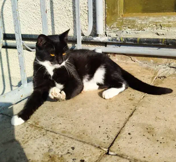 واگذاری گربه|گربه|واجارگاه, |دیوار