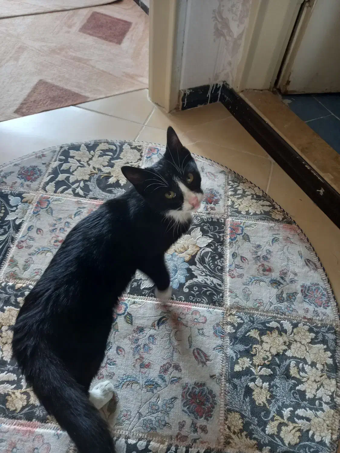 گربه|گربه|مهاجران, |دیوار