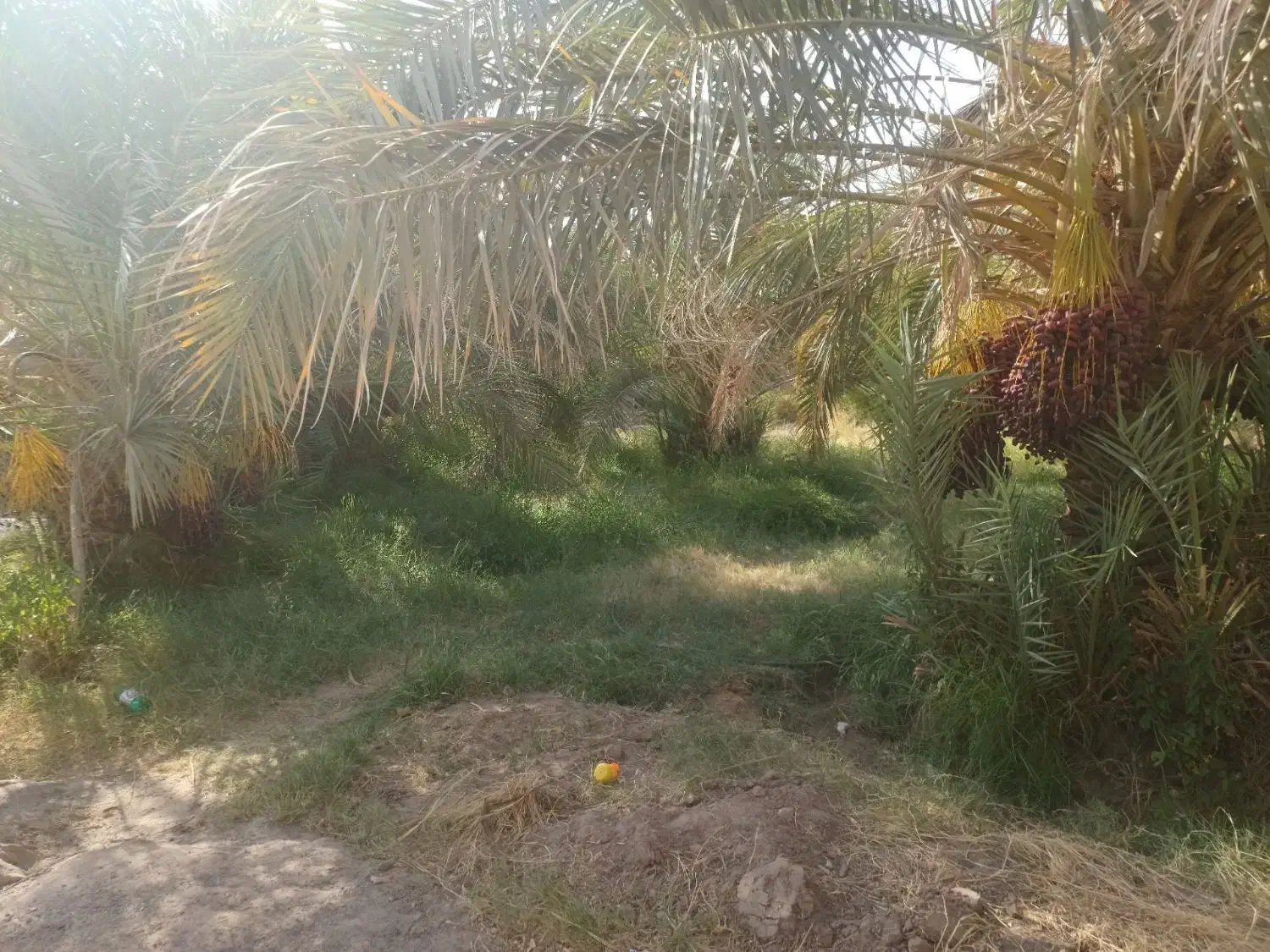 ۵۰قصب زمین و خانه ۶۵متری|فروش زمین و ملک کلنگی|فهرج, |دیوار