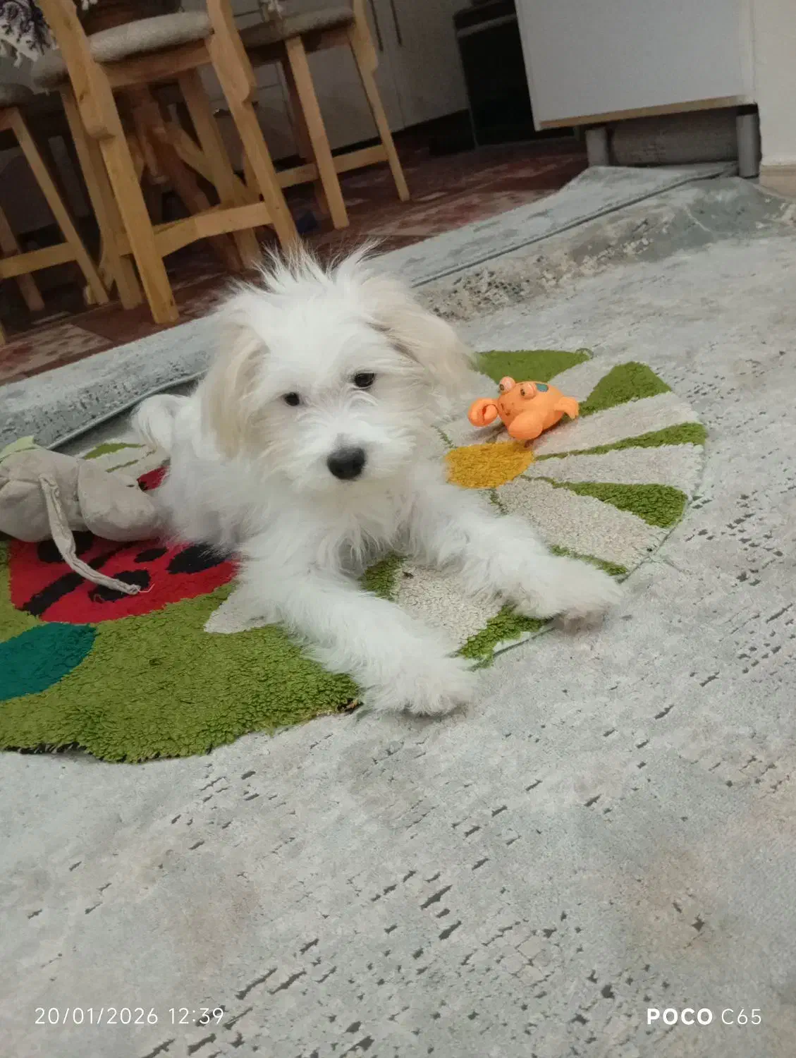 سگ خونگی|سگ|محمدیه-قزوین, |دیوار