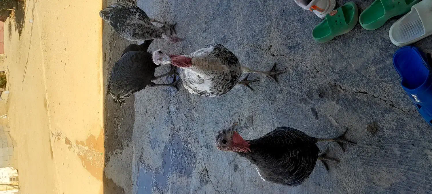 بوقلمون|حیوانات مزرعه|کوهدشت, |دیوار