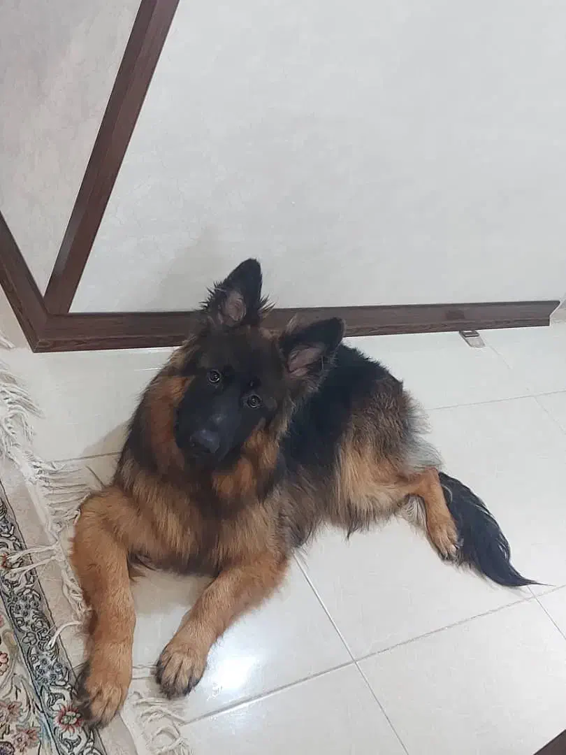 ژرمن ماده شجره دار بلک فیس|سگ|یزد, |دیوار